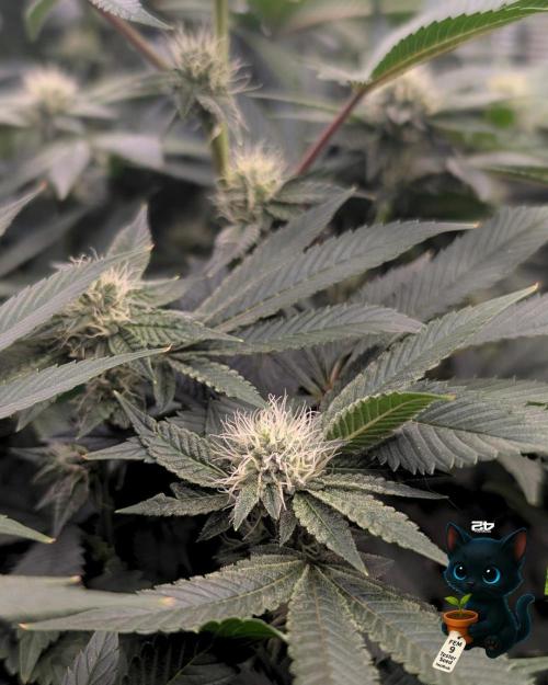FEM 9 Photo Tester - Catlife420. Week 12 - 1-12
Day 80
Day 34
