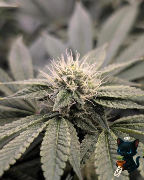 FEM 9 Photo Tester - Catlife420. Week 12 - 1-12
Day 80
Day 34