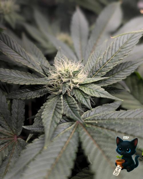 FEM 9 Photo Tester - Catlife420. Week 12 - 1-12
Day 80
Day 34