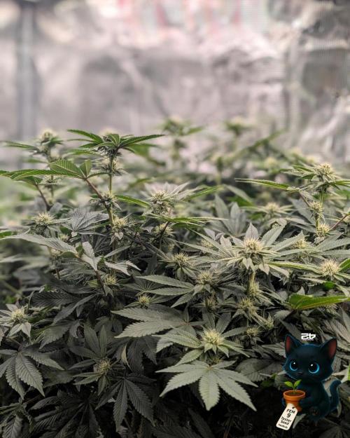 FEM 9 Photo Tester - Catlife420. Week 12 - 1-12
Day 80
Day 34