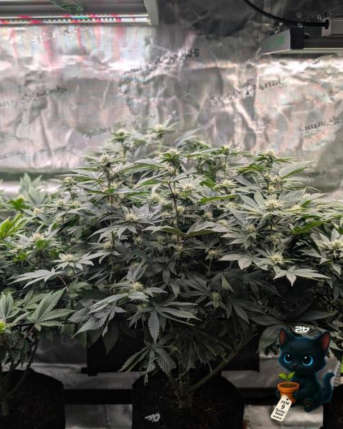FEM 9 Photo Tester - Catlife420. Week 12 - 1-12
Day 80
Day 34