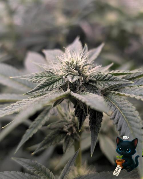 FEM 9 Photo Tester - Catlife420. Week 12 - 1-12
Day 80
Day 34