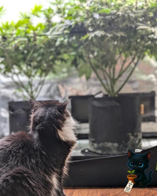 FEM 9 Photo Tester - Catlife420. Week 12 - 1-14
Day 82
Day 36
Lana