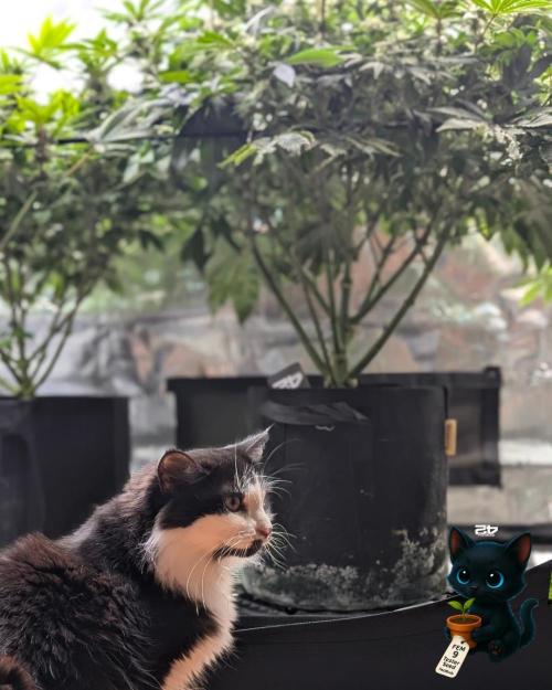 FEM 9 Photo Tester - Catlife420. Week 12 - 1-14
Day 82
Day 36
Lana