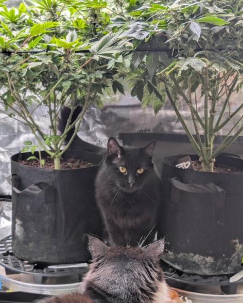 FEM 9 Photo Tester - Catlife420. Week 12 - 1-14
Day 82
Day 36
Guy
Lana