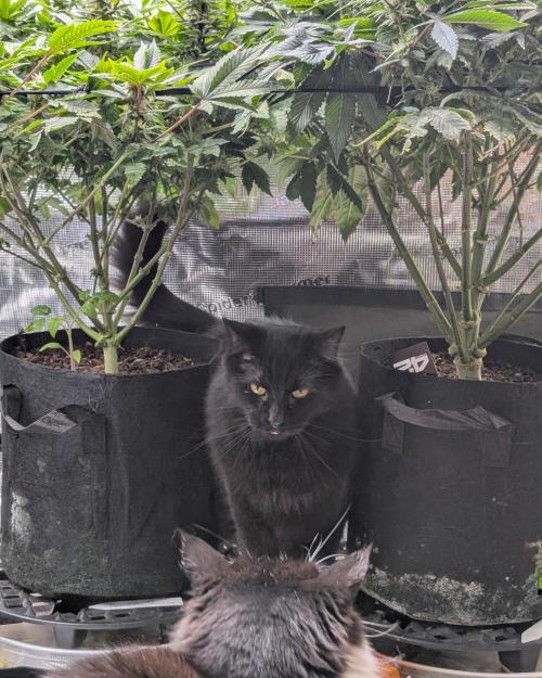 FEM 9 Photo Tester - Catlife420. Week 12 - 1-14
Day 82
Day 36
Guy
Lana