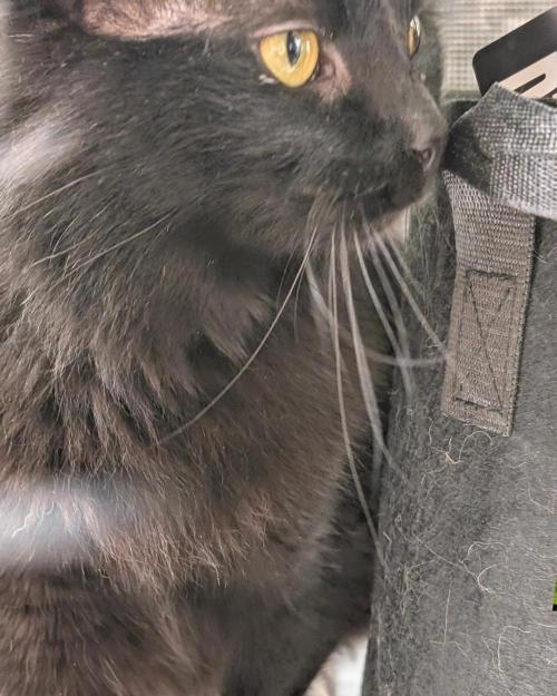 FEM 9 Photo Tester - Catlife420. Week 12 - 1-14
Day 82
Day 36
Guy