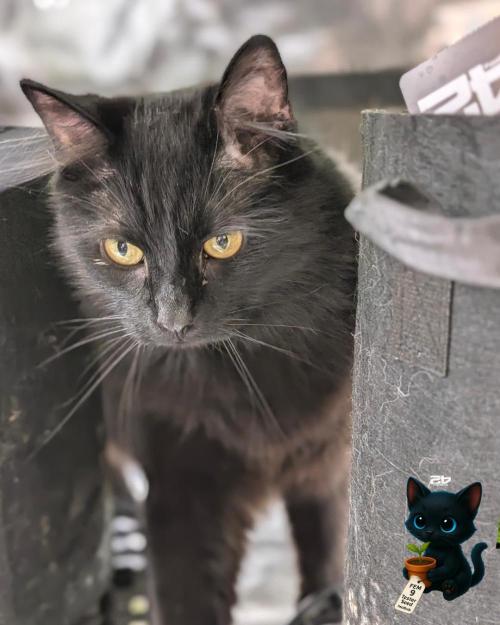 FEM 9 Photo Tester - Catlife420. Week 12 - 1-14
Day 82
Day 36
Guy