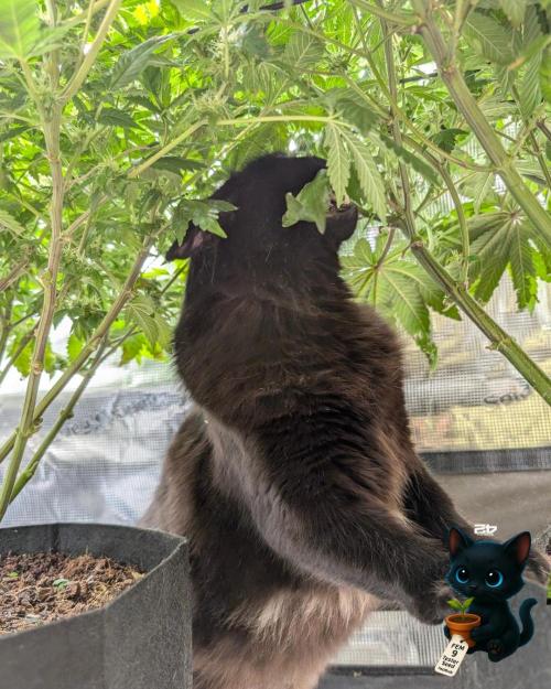 FEM 9 Photo Tester - Catlife420. Week 12 - 1-14
Day 82
Day 36
Guy