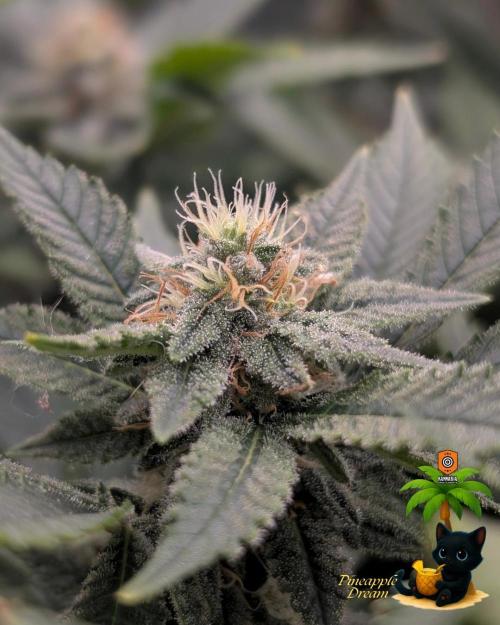 The Dreamy, Pineapple Dream - Catlife420. Week 12 - 1-12
Day 80
Day 34