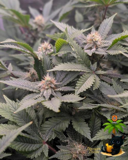 The Dreamy, Pineapple Dream - Catlife420. Week 12 - 1-12
Day 80
Day 34