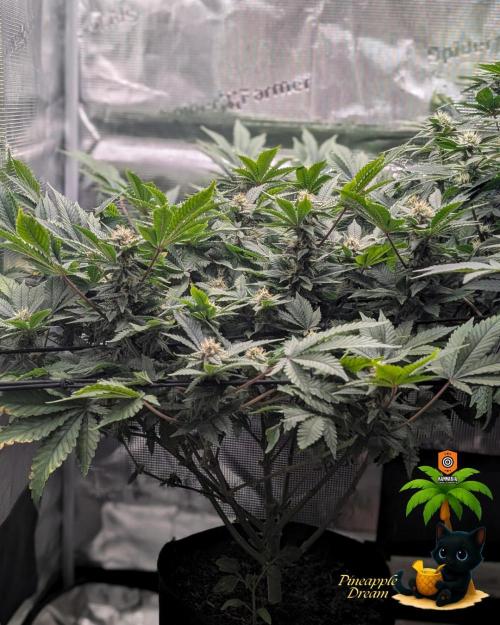 The Dreamy, Pineapple Dream - Catlife420. Week 12 - 1-12
Day 80
Day 34