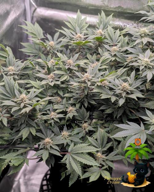 The Dreamy, Pineapple Dream - Catlife420. Week 12 - 1-12
Day 80
Day 34