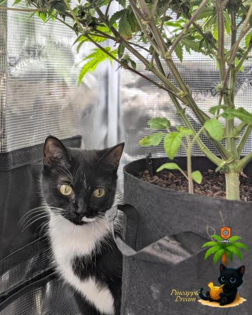 The Dreamy, Pineapple Dream - Catlife420. Week 12 - 1-14
Day 83
Day 37
True