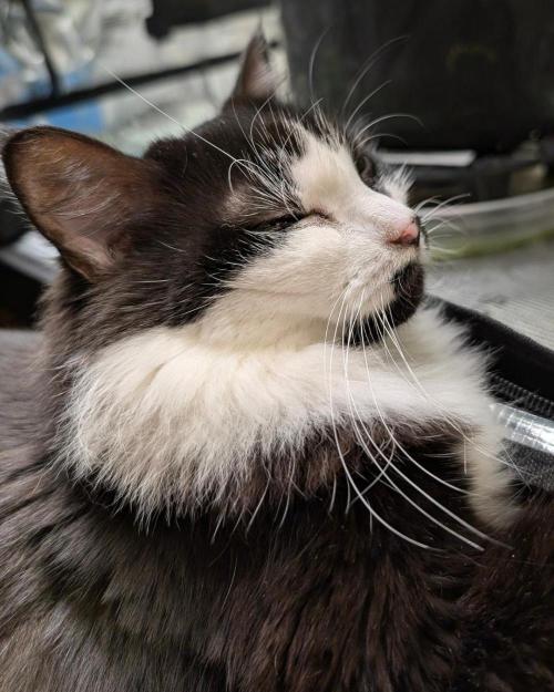 The Dreamy, Pineapple Dream - Catlife420. Week 12 - 1-14
Day 83
Day 37
Lana