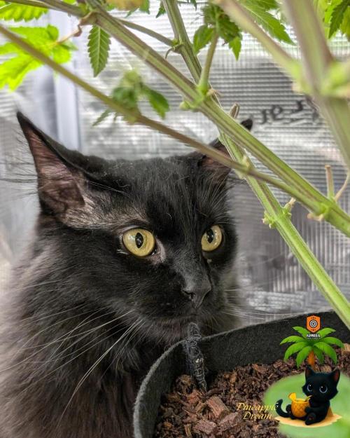 The Dreamy, Pineapple Dream - Catlife420. Week 12 - 1-14
Day 83
Day 37
Guy