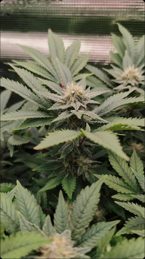 The Dreamy, Pineapple Dream - Catlife420