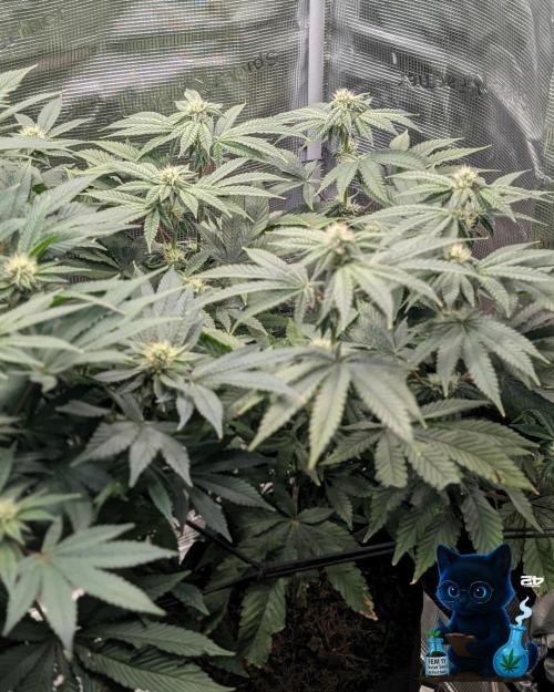 FEM 11 Photo Tester - Catlife420. Week 12 - 1-12
Day 80
Day 34