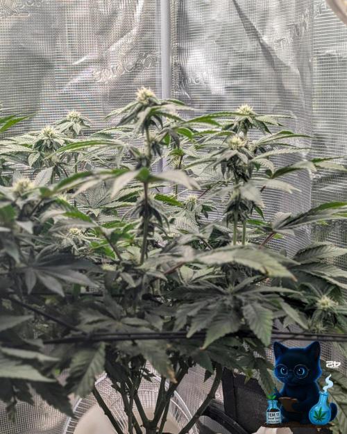 FEM 11 Photo Tester - Catlife420. Week 12 - 1-12
Day 80
Day 34