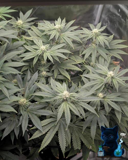 FEM 11 Photo Tester - Catlife420. Week 12 - 1-12
Day 80
Day 34
