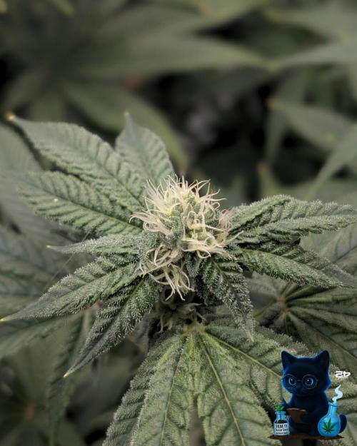 FEM 11 Photo Tester - Catlife420. Week 12 - 1-12
Day 80
Day 34