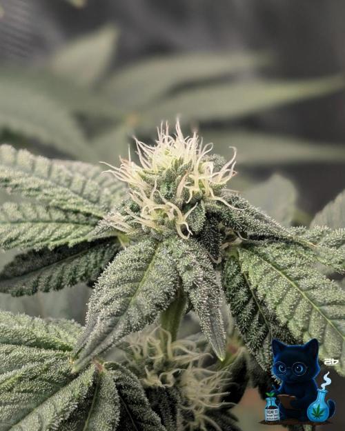 FEM 11 Photo Tester - Catlife420. Week 12 - 1-12
Day 80
Day 34
