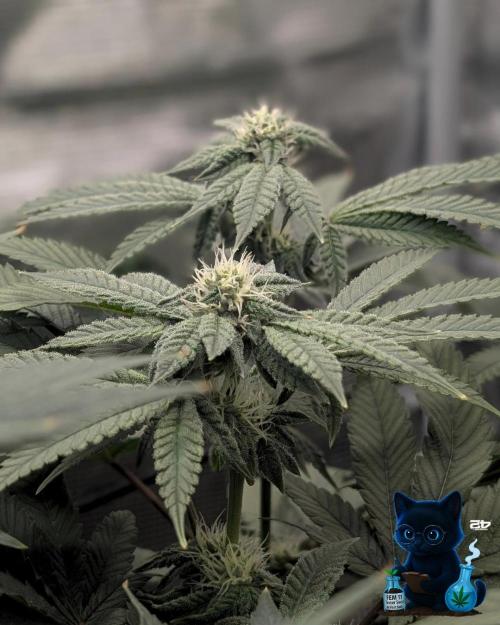 FEM 11 Photo Tester - Catlife420. Week 12 - 1-12
Day 80
Day 34