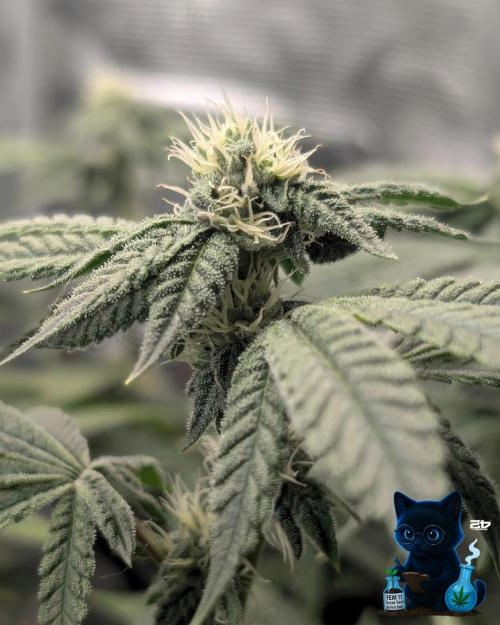 FEM 11 Photo Tester - Catlife420. Week 12 - 1-12
Day 80
Day 34