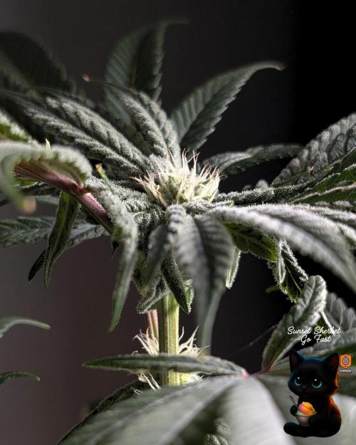 Sunset Sherbet GF (MY TURN) - Catlife420. Week 12 - 1-12
Day 80
Day 34