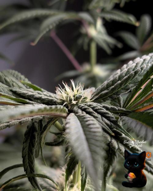 Sunset Sherbet GF (MY TURN) - Catlife420. Week 12 - 1-12
Day 80
Day 34