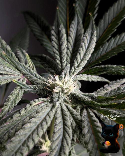 Sunset Sherbet GF (MY TURN) - Catlife420. Week 12 - 1-12
Day 80
Day 34