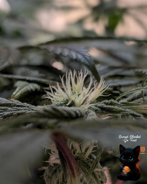 Sunset Sherbet GF (MY TURN) - Catlife420. Week 12 - 1-12
Day 80
Day 34