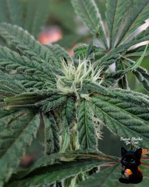 Sunset Sherbet GF (MY TURN) - Catlife420. Week 12 - 1-12
Day 80
Day 34