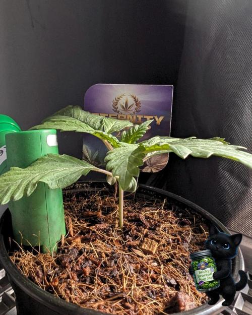 Eternity 2026. Week 2