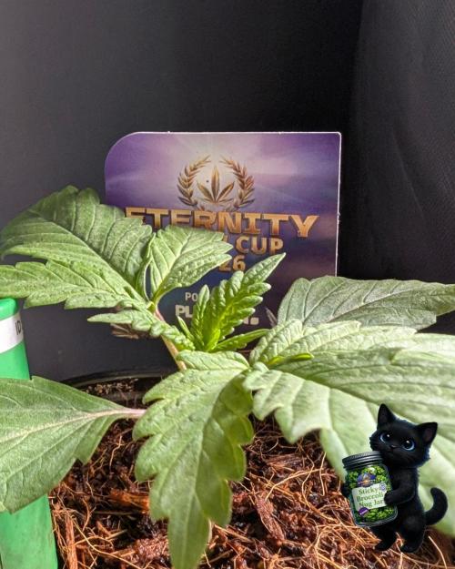 Eternity 2026. Week 2