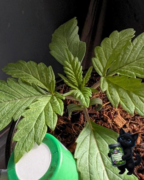 Eternity 2026. Week 2