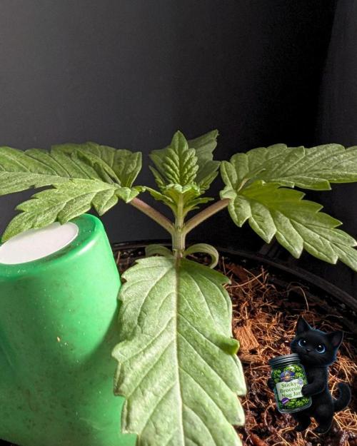 Eternity 2026. Week 2