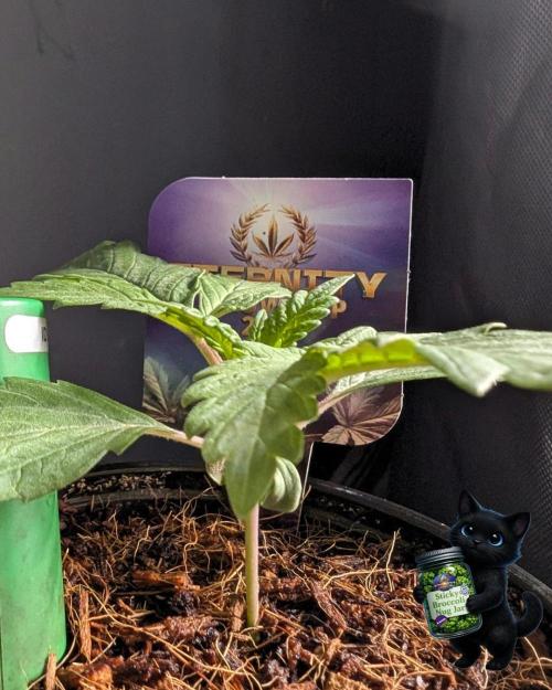 Eternity 2026. Week 2