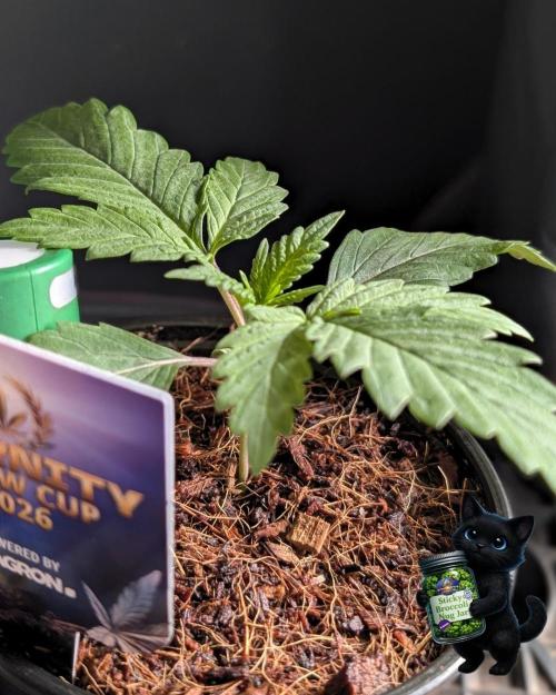 Eternity 2026. Week 2