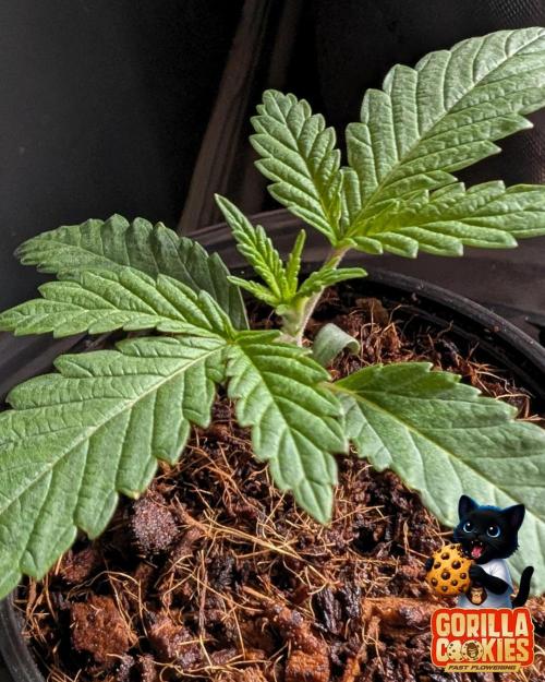 Fast Gorilla Cookies. Week 2