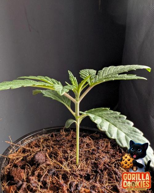 Fast Gorilla Cookies. Week 2