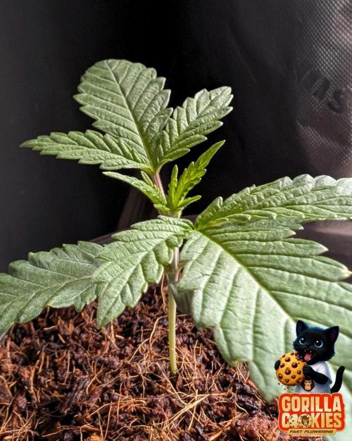 Fast Gorilla Cookies. Week 2