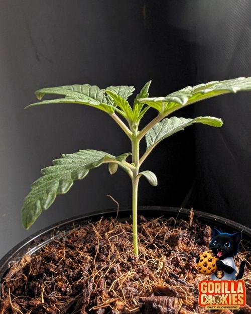 Fast Gorilla Cookies. Week 2