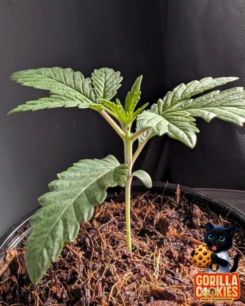 Fast Gorilla Cookies. Week 2