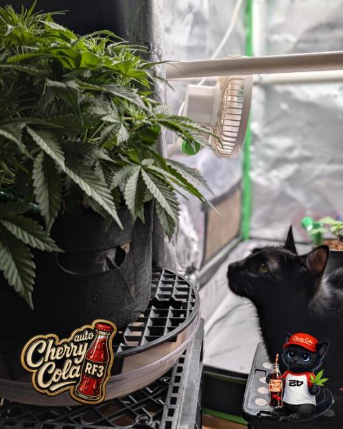 Cherry Cola RF3 to wash it down. Week 5