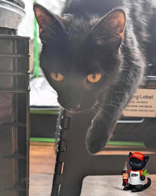 Cherry Cola RF3 to wash it down. Week 5