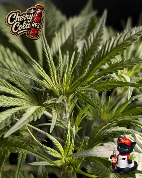 Cherry Cola RF3 to wash it down. Week 5