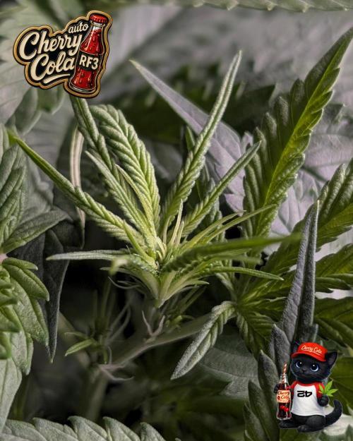 Cherry Cola RF3 to wash it down. Week 5