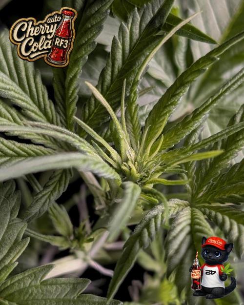 Cherry Cola RF3 to wash it down. Week 5