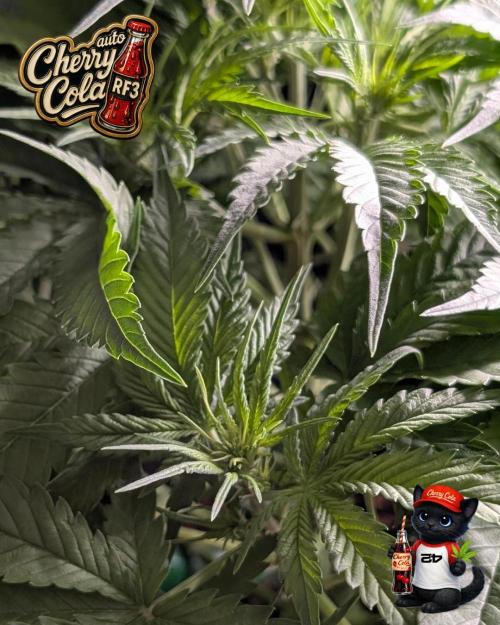 Cherry Cola RF3 to wash it down. Week 5